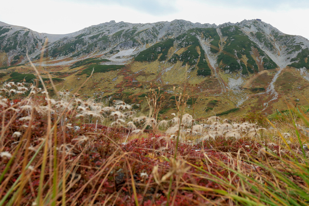 立山連峰とチングルマ