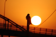 鳶と夕日