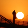 鳶と夕日