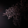 漆黒の桜