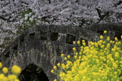 大窪橋と桜-3