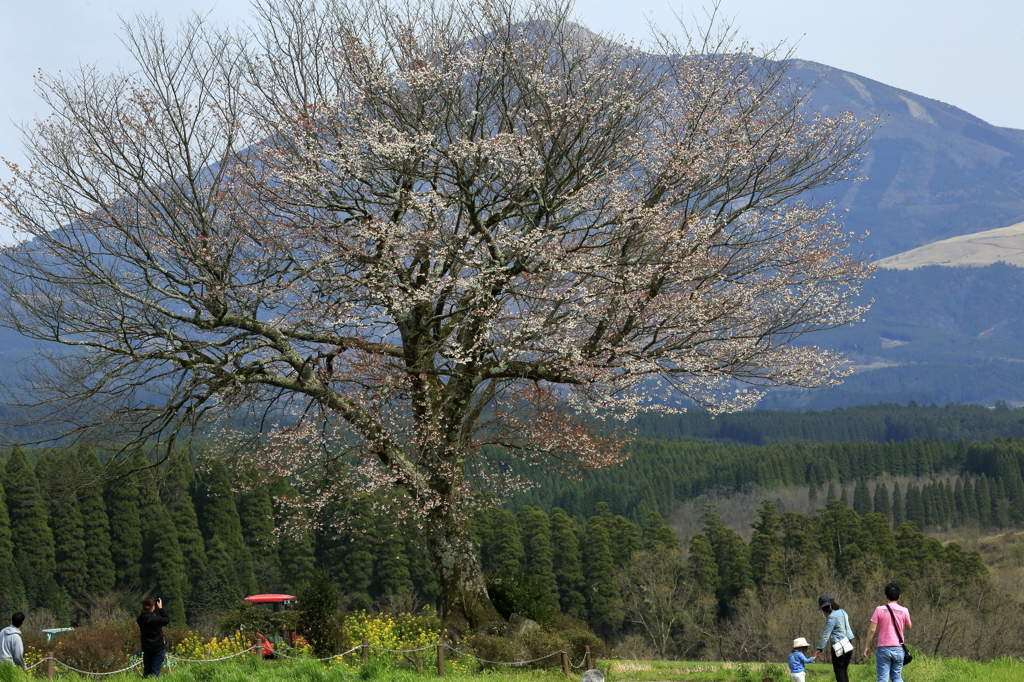 前原の一本桜