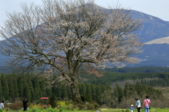 前原の一本桜