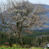 前原の一本桜