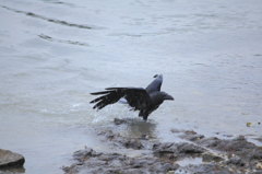 カラス水難　4