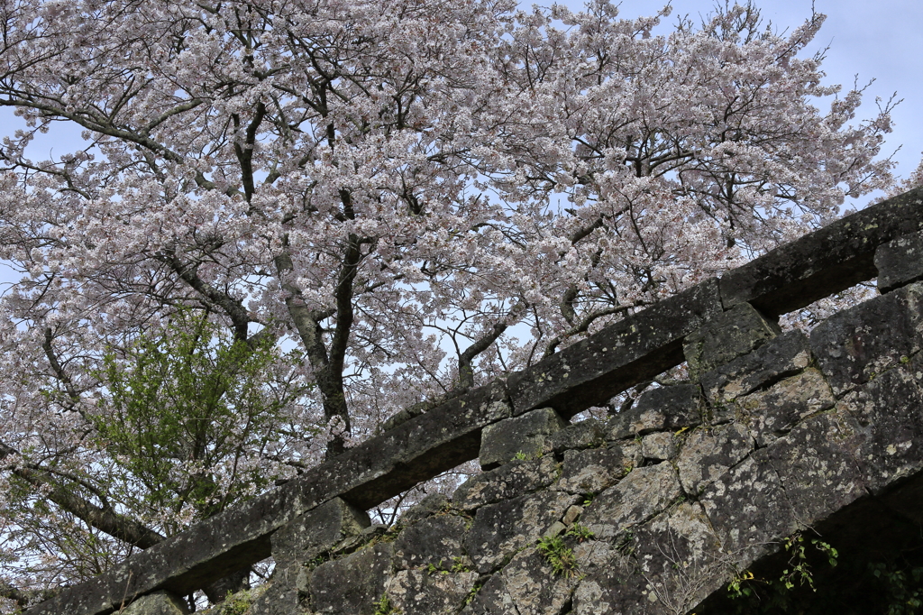 石橋と桜
