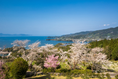 桜吐息