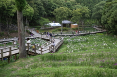 花しょうぶ祭り-6