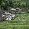 花しょうぶ祭り-6