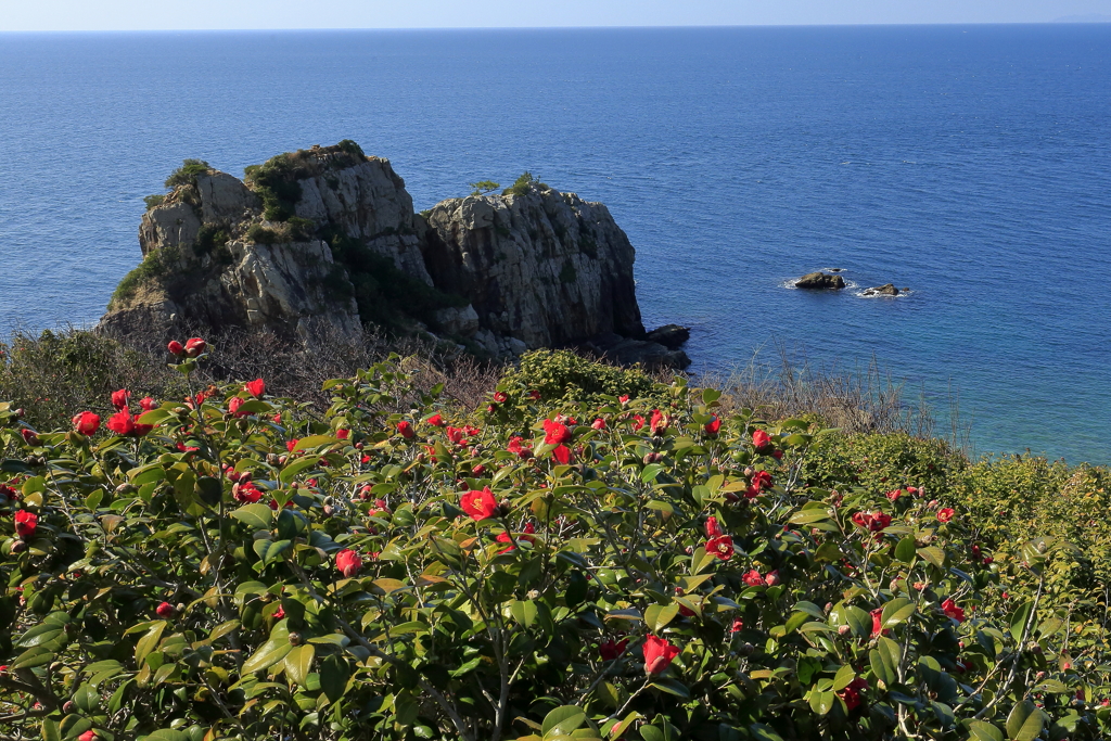 鬼海ヶ浦と真紅の椿