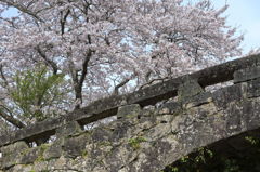 大窪橋と桜