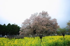 一心行の桜