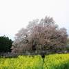 一心行の桜