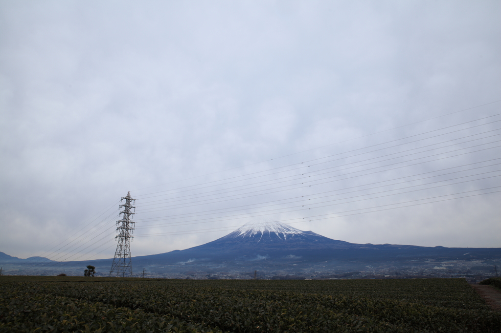 また、虫が騒ぎだしました(>_<)