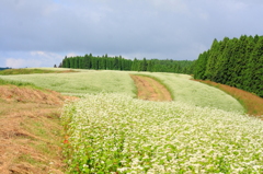 そばの細道