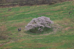 観音桜全景