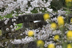 大窪橋と桜-4