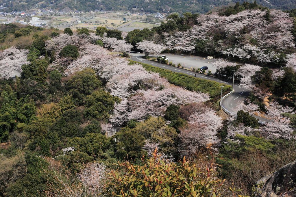 桜色に色ずく山