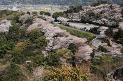 桜色に色ずく山