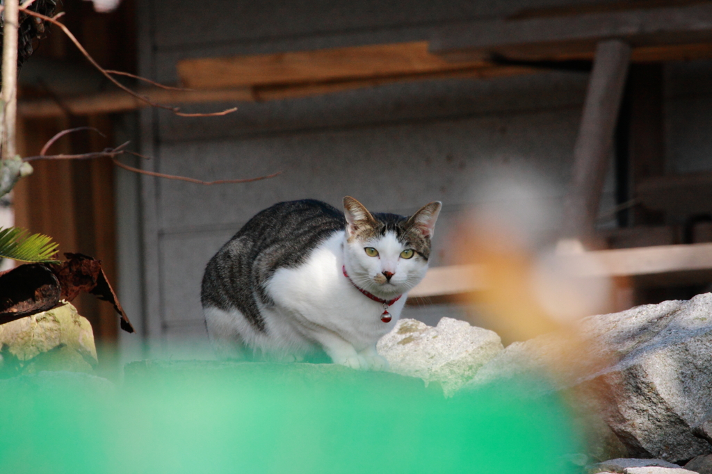 猫の見つめる先