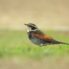 野山の鳥