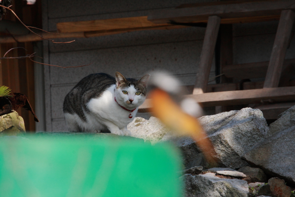 猫とジョウビタキ