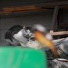 猫とジョウビタキ