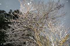 我が家の梅の木も