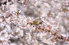 桜のじゅうたん