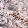 桜のじゅうたん