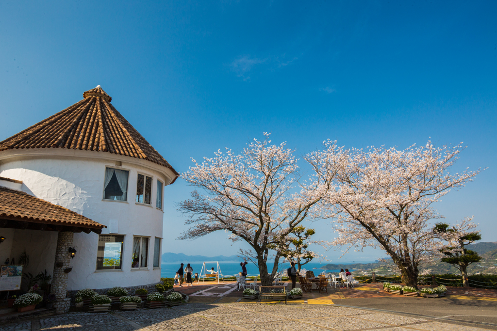 地中海に咲く