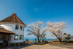 地中海に咲く