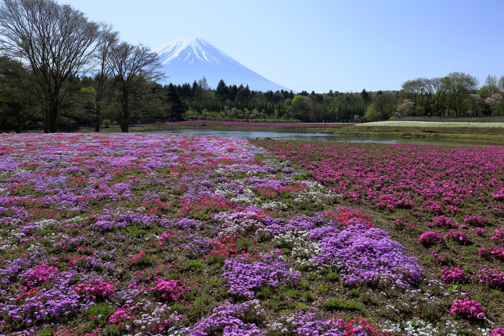 芝桜まつり