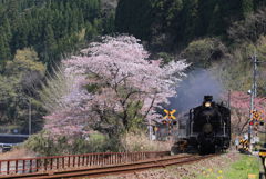 桜　散る　駆け込み乗車^^-2