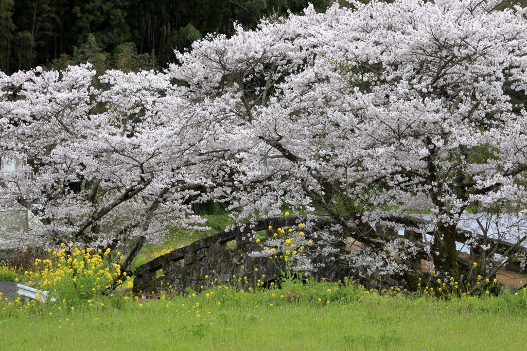 大窪橋と桜-5