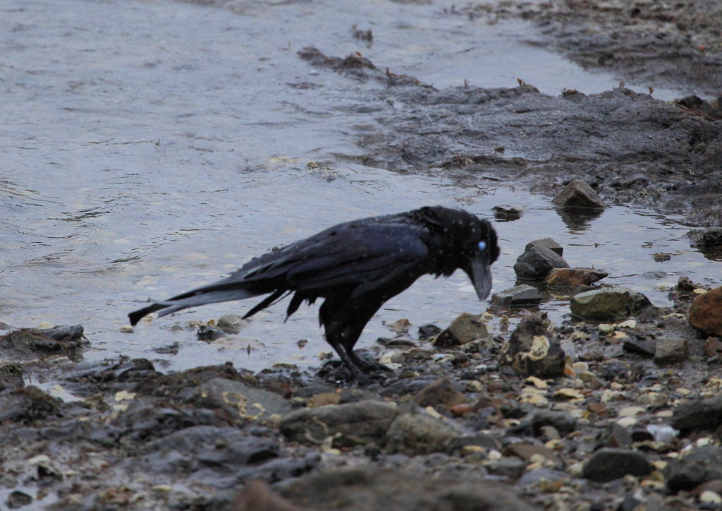 カラス水難　5