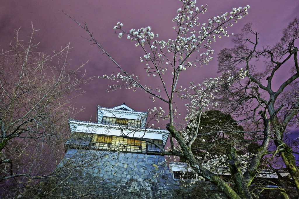 未申櫓と早桜