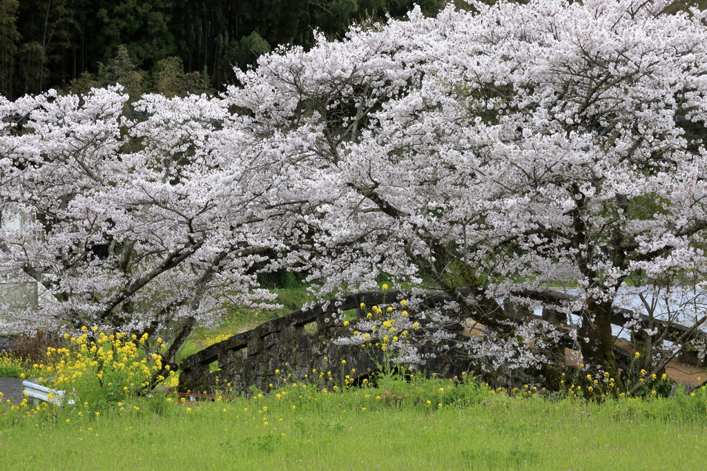 石橋桜-1