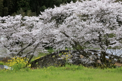 石橋桜-1