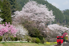 桜満開