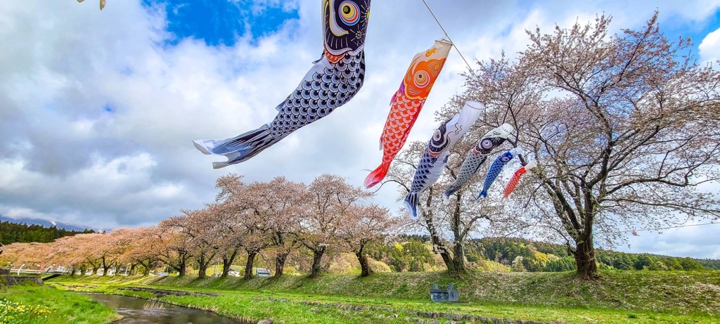 鯉と桜と