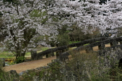 石橋桜-2