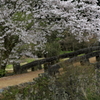 石橋桜-2