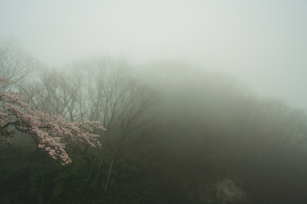 朝霧
