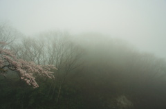 朝霧