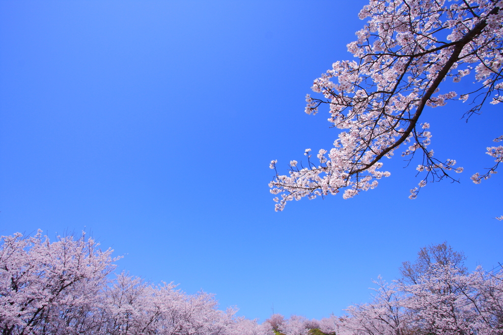 青空の下 桜満開 By 船旅 Id 写真共有サイト Photohito
