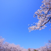 青空の下　桜満開♫