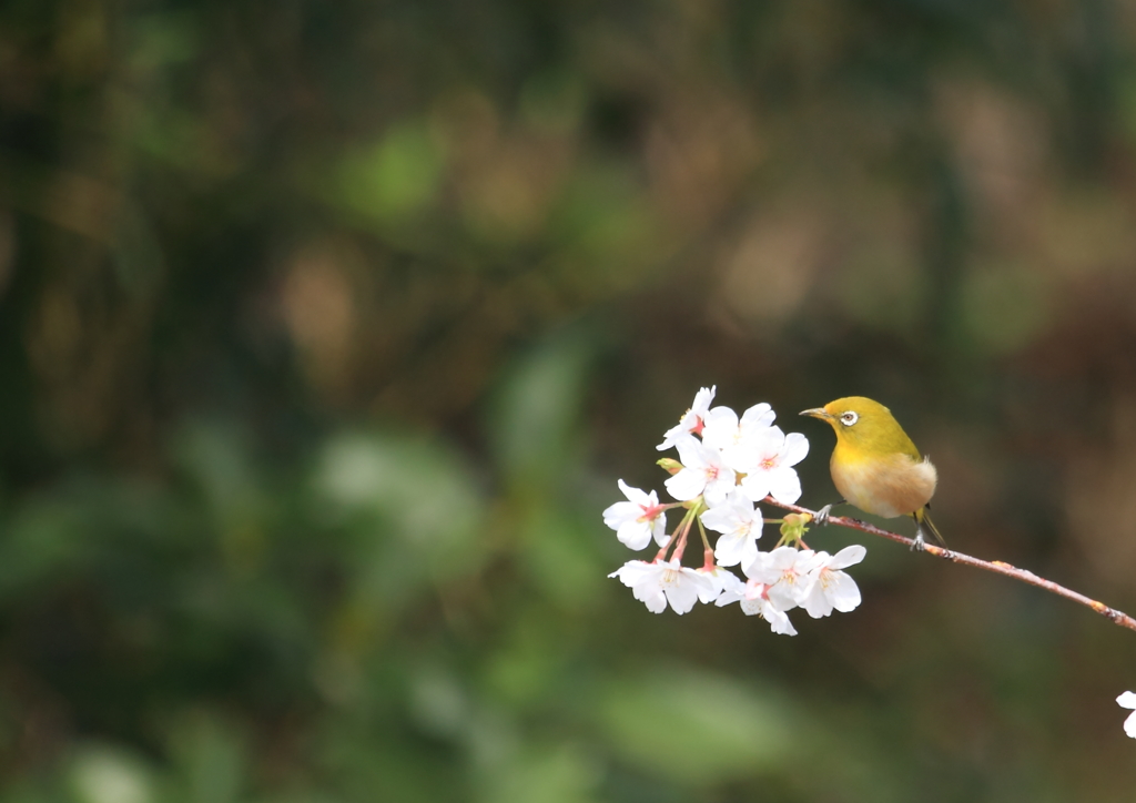 桜とメジロ