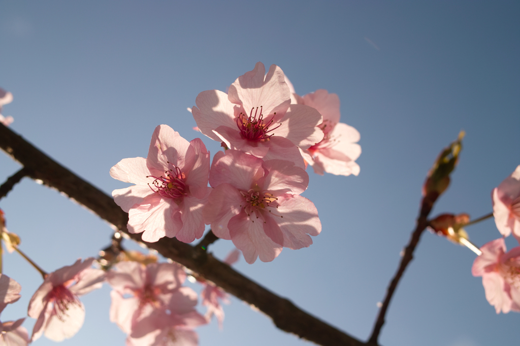 桜