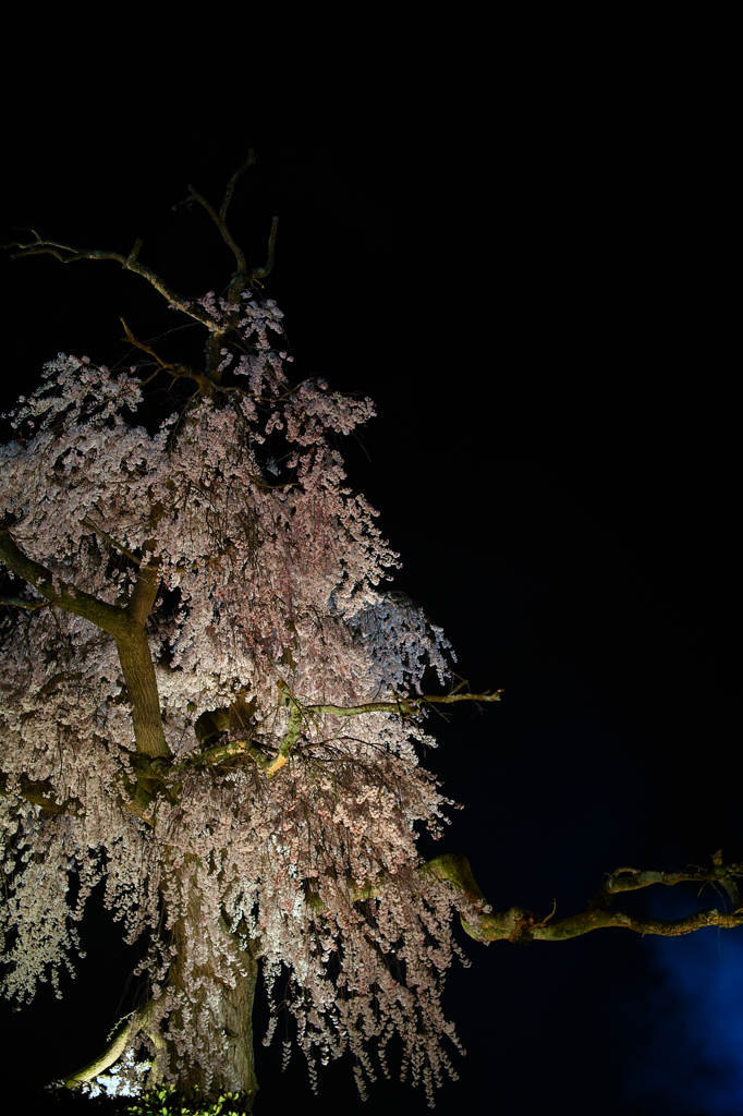 円山公園　夜桜5